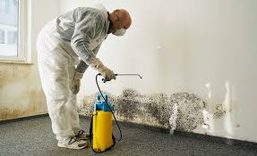 Why You Should Choose Our Mold Remediation Services in Devola, OH